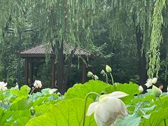 -莲花池公园
