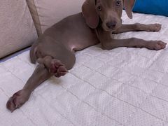 -趣玩宠物乐园寄养训犬训狗游泳池