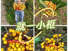 -苏州太湖西山岛开心农场