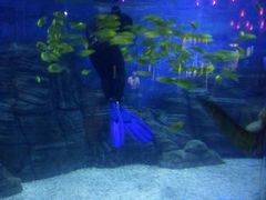 景点-烟台海昌鲸鲨海洋公园