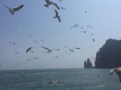 -长岛万鸟岛