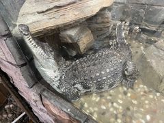 -上海大自然野生昆虫馆(东方明珠·爬宠昆虫探索中心)