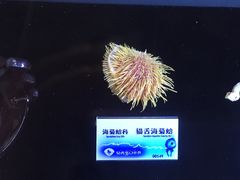 -贝壳梦幻世界