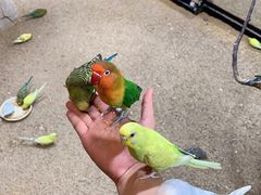-上海大自然野生昆虫馆(东方明珠·爬宠昆虫探索中心)