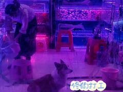-中环花鸟鱼虫市场