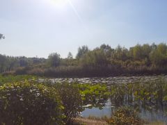 -丁香湖公园