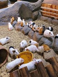 点击看大图 -Zoolung Zoolung动物主题公园(海信广场店)