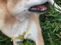 -瑞派福兴宠物医院犬猫全科·骨科·中西医结合(河东店)