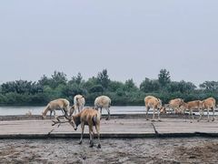-宁波杭州湾国家湿地公园