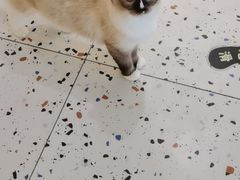 -喵喵咪呀布偶猫咖(春熙路店)