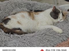 -喵的天空名猫咖啡馆·撸猫·猫舍·用品