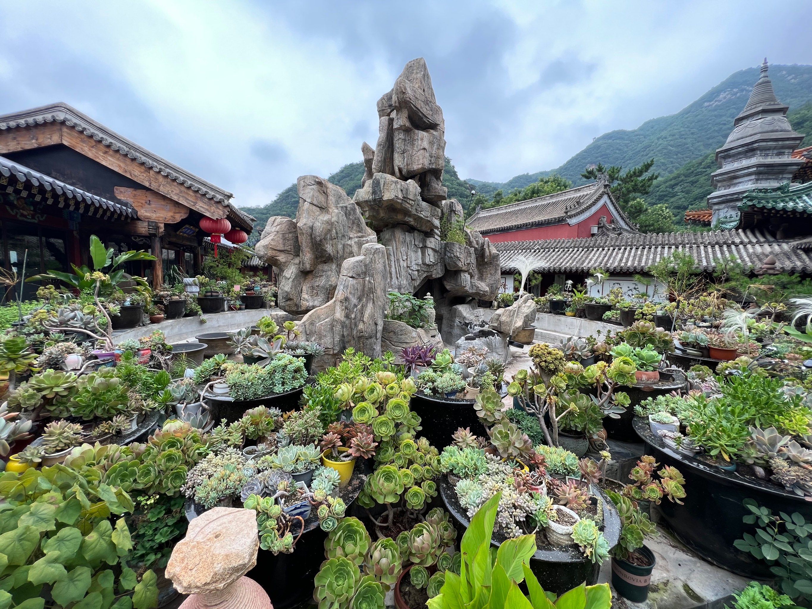脚踩莲花步步生莲,笑看浮云自悠然