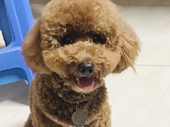 -翊宠yipet猫狗购宠庄园犬舍•猫舍