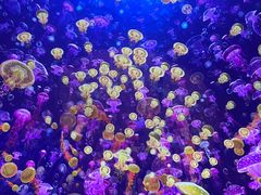 -海合安武汉极地海洋公园