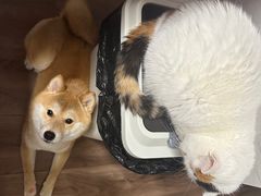 -美联众合爱康动物医院•复杂内科•肿瘤科•牙科•腔镜诊疗中心