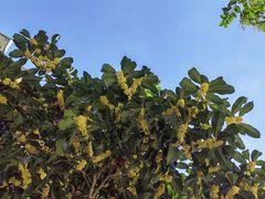 -阿男野栗王(金门路店)