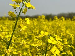 -汉长安城未央宫国家考古遗址公园