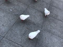 -潮牛禾记•潮汕鲜牛肉火锅(新亚洲店)