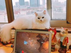 -猫在这儿猫咪咖啡馆·撸猫馆
