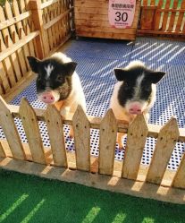 -萌宠亲子动物乐园(槐房万达店)