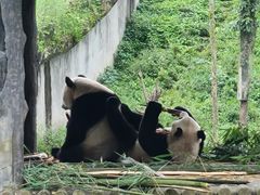 -中国大熊猫保护研究中心雅安碧峰峡基地