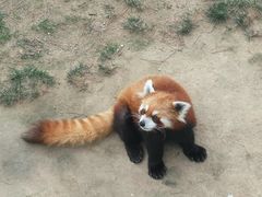 -西霞口神雕山野生动物世界