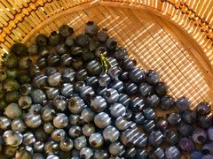 -金谷域澳洲庄园