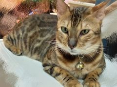 -李小姐の猫咖啡馆(五角场店)