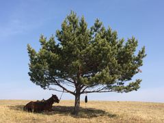 -塞罕坝国家级自然保护区