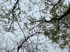 -西湖游船