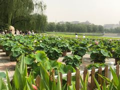 -莲花池公园