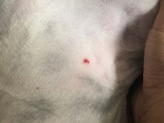 -萌兽医馆·宠物医院·猫骨科(创景店)