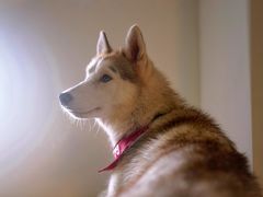 -Husky Go! 哈士奇体验馆·宠物咖啡厅狗咖