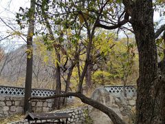 -大岭沟猕猴桃谷风景区