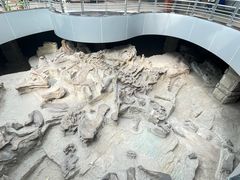 -自贡恐龙博物馆