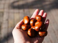 -黑孩油栗皇(南阳路店)