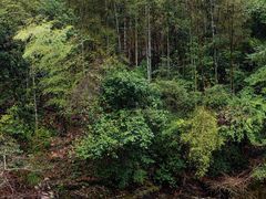 -黄山翡翠谷景区