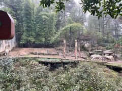 -贵州森林野生动物园
