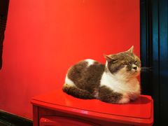 -猫色咖啡·猫咖