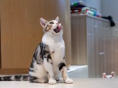 -飞行喵MR PILOT|猫舍·猫咖(静安大融城店)