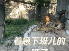 -北京野生动物园