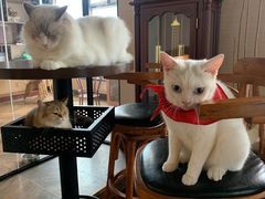 -蓝鲸·缅因猫舍