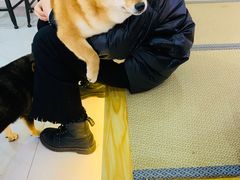 -柴源莊·柴小宠柴犬咖啡