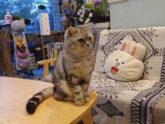 -平行世界·猫咖(首经贸店)