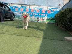-宠物寄养训练学校
