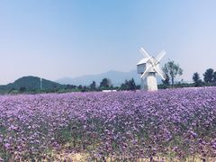 -北京东方普罗旺斯薰衣草庄园