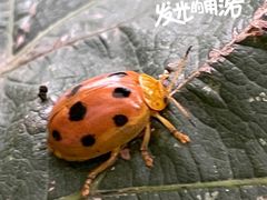 -不止轰趴独栋别墅户外烧烤(颐西庄园店)