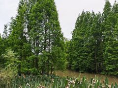 -桤木河湿地公园