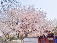 -桃花堤公园