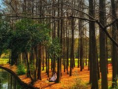 -上海共青森林公园